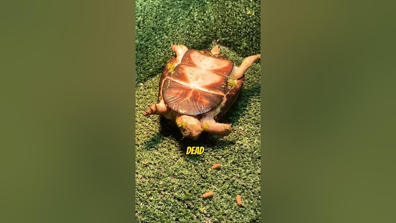 My New Turtle Died😭😭 #aquarium #aquaticpets #freshwaterfish #fish My New Turtle Died😭😭 #aquarium #aquaticpets #freshwaterfish #fish