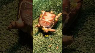 My New Turtle Died 