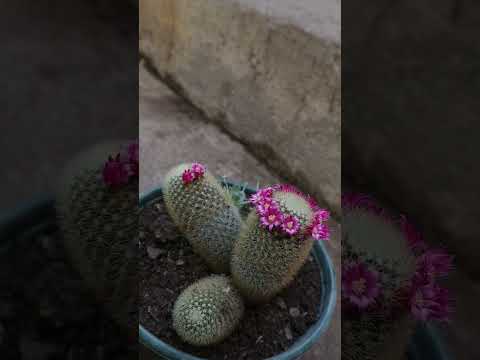 Video: Información de Mammillaria: aprenda sobre el cultivo de plantas de cactus Mammillaria