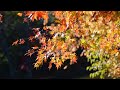 晩  鐘   さだ まさし     真岡市 晩秋の井頭公園