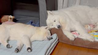 お出かけ後、遊び疲れて仲良く泥のように眠る柴犬とサモエドが最高に可愛すぎました。