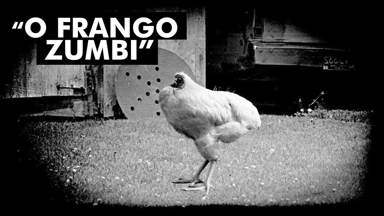 O FRANGO QUE VIVEU UM ANO E MEIO SEM CABEÇA