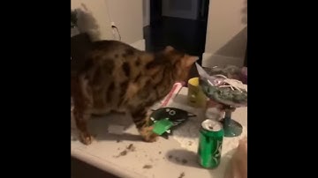 Bengal cat on catnip!