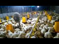 ayam broiler umur 26 hari populasi 1500