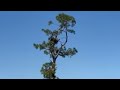 Swfl eagle cam fans want safer conditions for the beloved birds