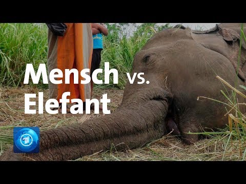 Video: Warum ist der Elefant gefährdet?