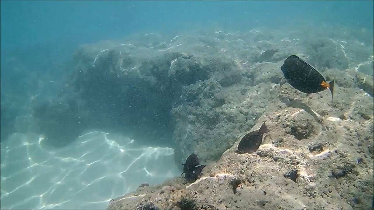 snorkeling in boracay Snorkeling at Hanauma Bay, near Honolulu, Hawaii, on the Island of Oahu