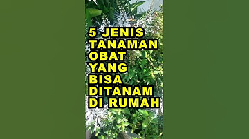 5 Jenis Tanaman Obat Yang Bisa Ditanam Di Rumah #ekoazis