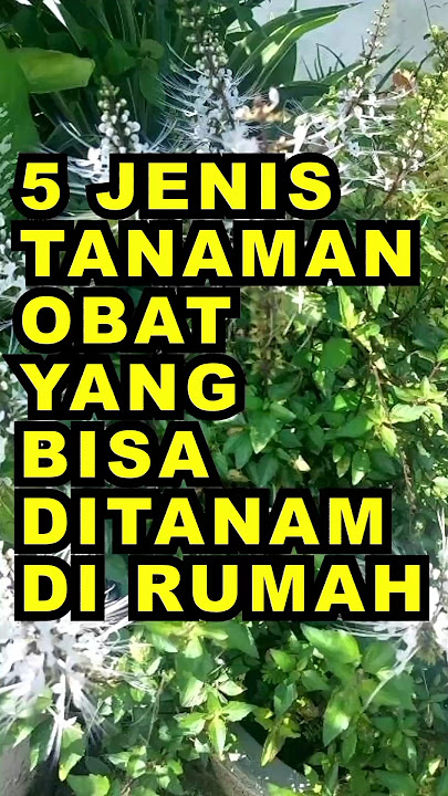 5 Jenis Tanaman Obat Yang Bisa Ditanam Di Rumah #ekoazis