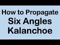 How to propagate six angled kalanchoe