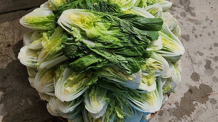 얼갈이배추 많이 사오셔서 이렇게 드셔보세요!! 겨울내내 따뜻한 반찬이 해결됩니다/얼갈이배추요리 a cabbage dish