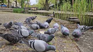 A local birds feeding frenzy
