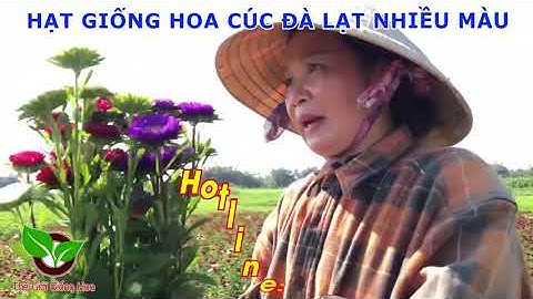 Bán Sỉ Hạt Hoa Cúc Đà Lạt Nhiều Màu - Cúc Magic - Cúc Nắp Ken