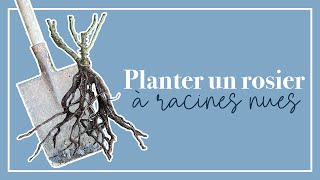 Planter un rosier à racines nues est simple!