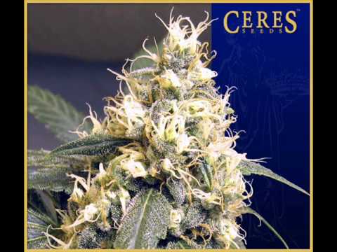 Ceres Seeds Amsterdam cannabis seed varieties