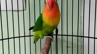 Pancingan lovebird fighter (lovebird Haji)