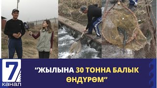 БАЛЫК БАГУУНУН СЫРЛАРЫ. “ЖЫЛЫНА 30 ТОННА БАЛЫК ӨНДҮРӨМ”