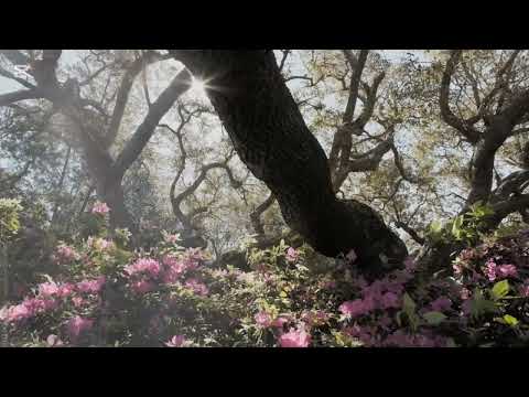 قرآن كريم سورة النور القارئ عمر ضياء الدين