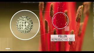 Can pollen travel from California to Kansas?