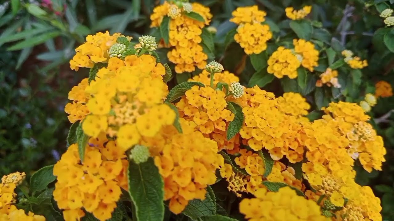 Serenity in Bloom: Calm Spring Winds & Flowers