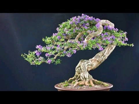 Inspirasi Bonsai Cantik Saeng Simbur Desmodium Vietnam Indonesia Juara