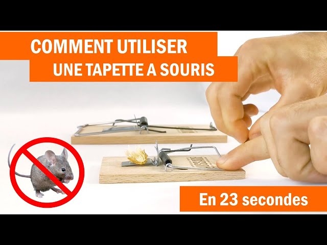 Tapette souris Piège en métal Lot de 4 Piège appât professionnel