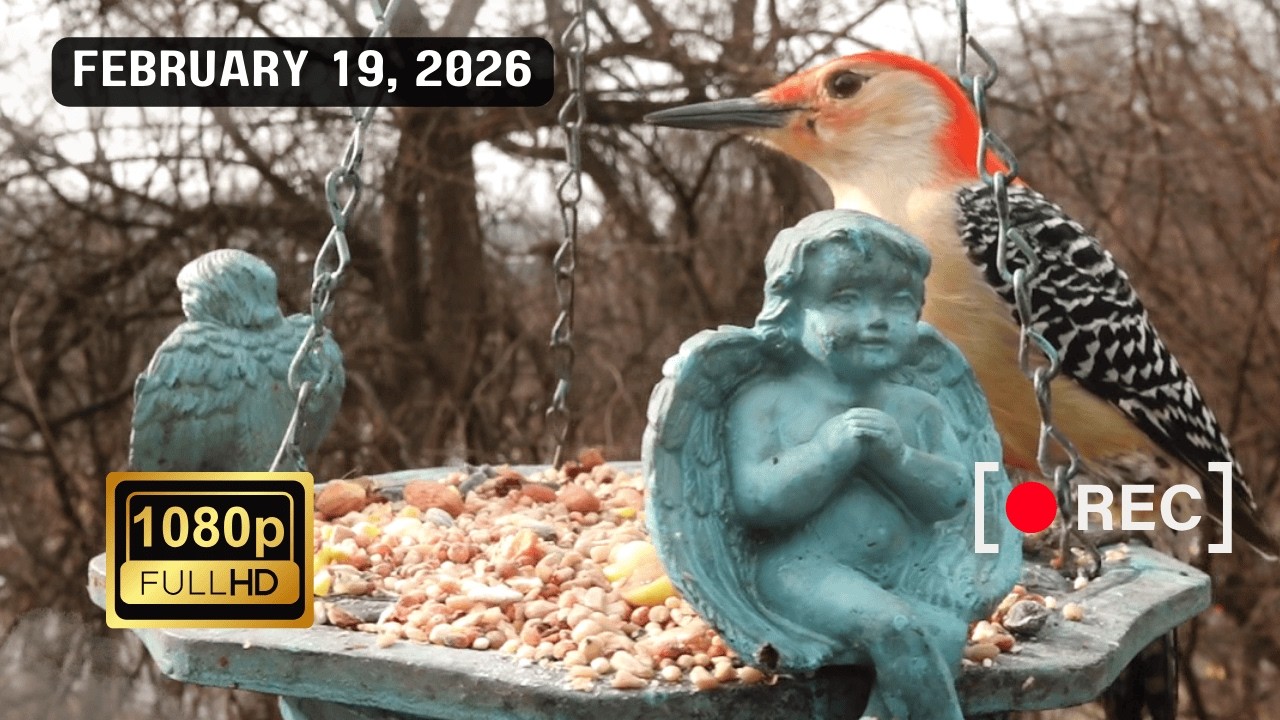 1 Hour Backyard Bird Watching | Peaceful Winter Feeder