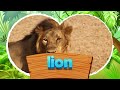 Animais em inglês | Animais Selvagens | Nome dos Animais em Inglês