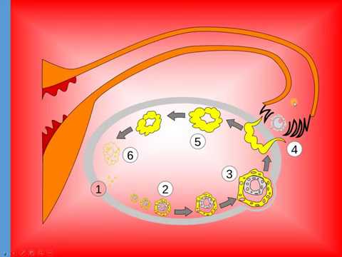 Cykl menstruacyjny SP