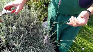 How to prune and take cuttings from lavender in autumn?
