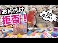 お片付けキャンセル界隈のオウムが片付けを全力で邪魔してきますww【モモイロインコ】