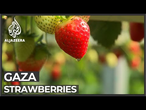 Israeli Blockade Sours Income For Gaza Strawberry Farmers