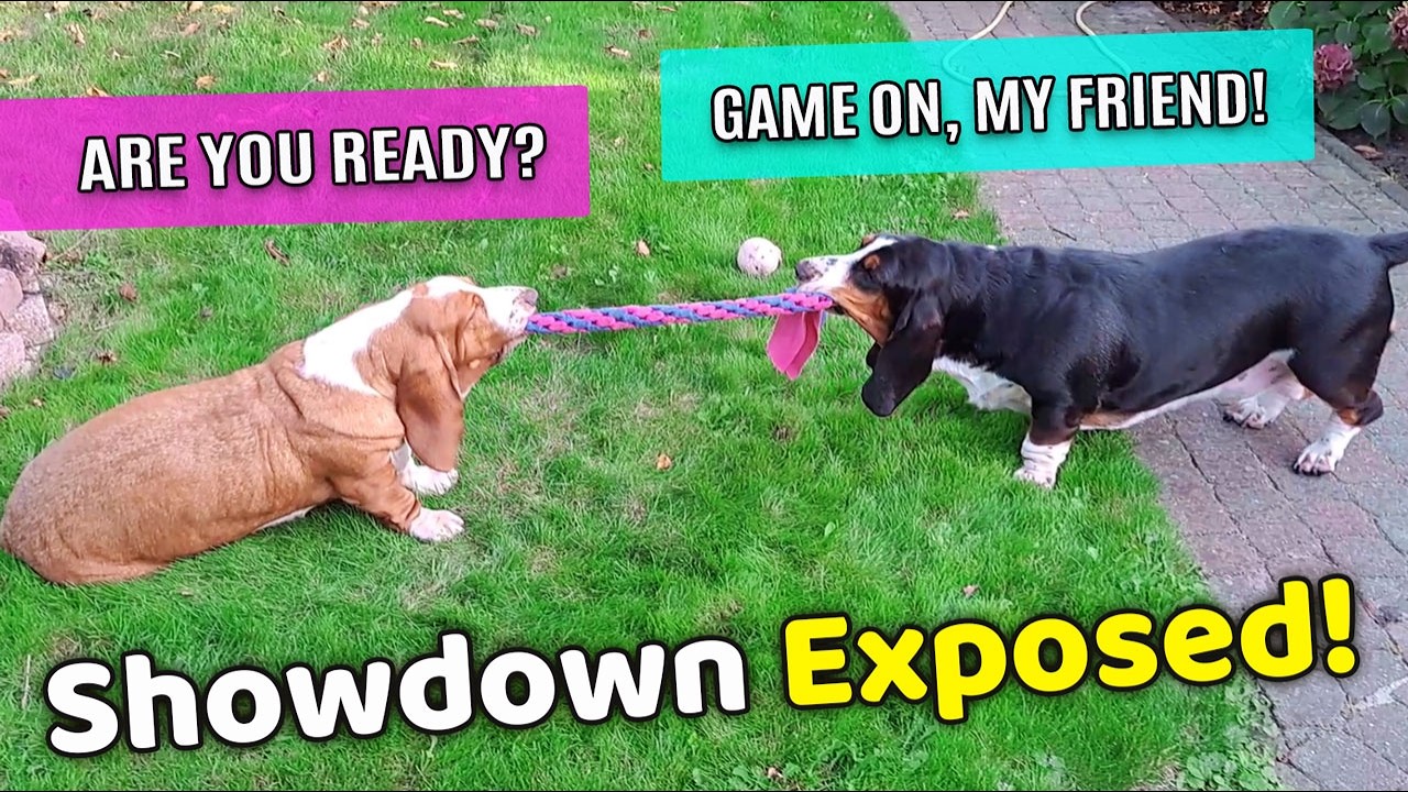 These Stubborn Bassets Are Determined to Win!
