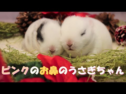 ホトちゃんピンク色のお鼻が可愛い Lupinus Youtube