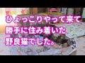♯38【猫の泣ける話】ひょっこりやってきて勝手に住み着いた野良猫でした。