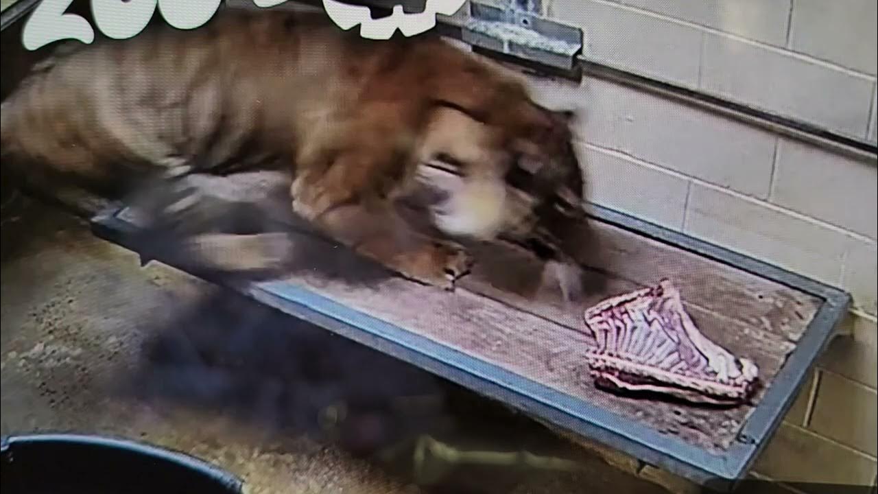 🐯 Gusti dinner time yummy 😋 냠냠 맛있는 꼬끼 꼭꼭 잘 씹어 먹어요 🥰 🇺🇸 Memphis zoo ️