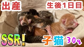 【こんなん見たことない】生後1日目の出産30gの子猫が7匹生まれ。出産子育て記録