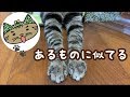 猫の前足が　もはやクリームパンにしか見えなくなってきた動画【唐草猫ムタさん】