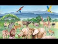 Funny wild animals funny animals review
