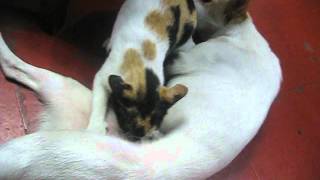 Mother Dog Breastfeeding Mother Cat Mother Dog Breastfeeding Mother Cat