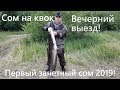 Сом на квок /вечерний выезд / первый зачетный сом 2019!