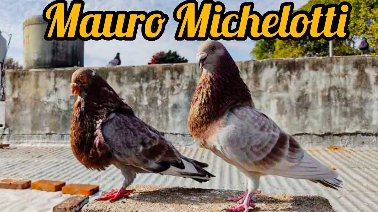 PALOMAR DE MAURO MICHELOTTI!!!visite el palomar de un gran amigo mío excelente persona y aficionado.