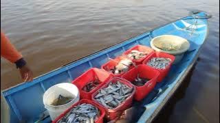 Download lagu Hasil tangkapan Nelayan Danau Semayang