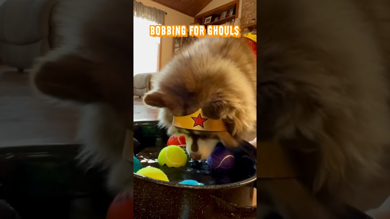 Dog Halloween Birthday Bash! 🥳👻🎃 