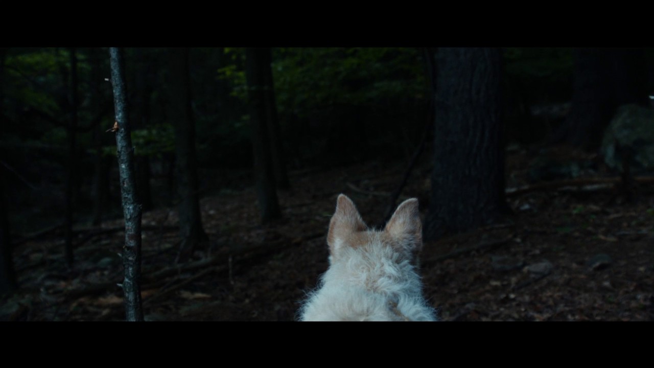 YouTube player