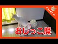 猫の粗相は治る？治らない？改善orおしっこ魔の対策のまとめ。Will the cat's pee heal?