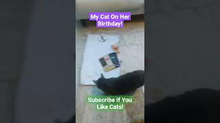 My Cat On Her Birthday! #cat #viral #viral #shorts #short