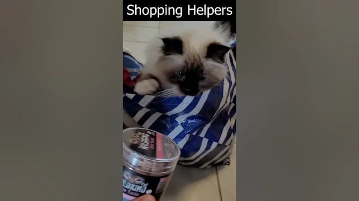 Video 11721071: birman cat, cute cat, cat food