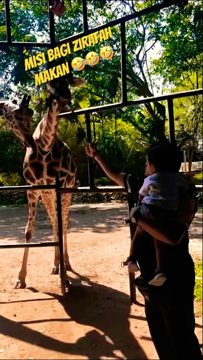 Misi Bagi Zirafah Makan! Sebenarnya Dua-Dua Takut Ni! 🤣🤣🤣