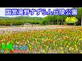 🌷札幌市近郊最大級の品種数&球数を誇るチューリップ【国営滝野すずらん丘陵公園】【前編】【札幌ぶらり散歩】【2026春】
